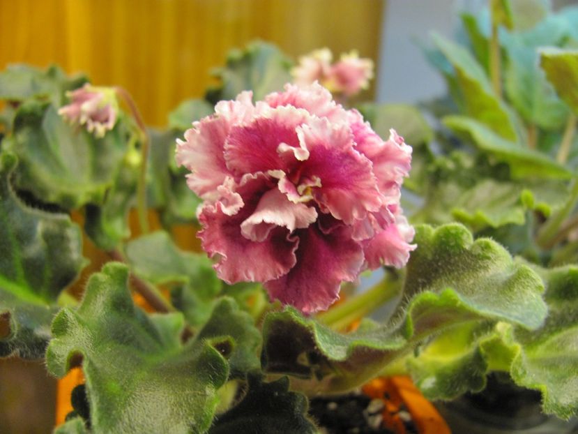  - LE Ognennye Motylki