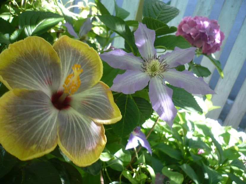 P1380317 - HIBISCUSI 2018-2