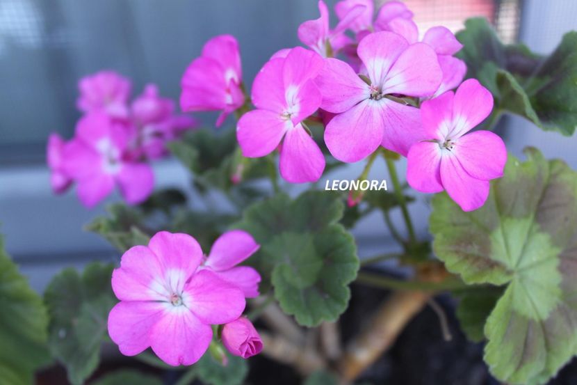 roz cu ochi alb - muscate colorate