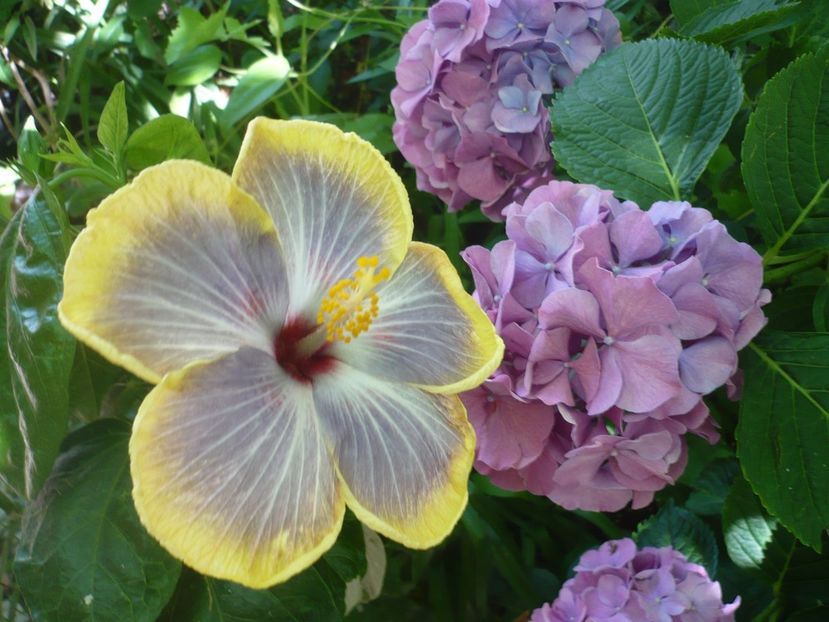 P1380319 - HIBISCUSI 2018-2