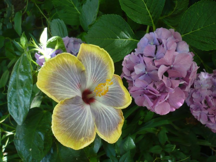 P1380320 - HIBISCUSI 2018-2