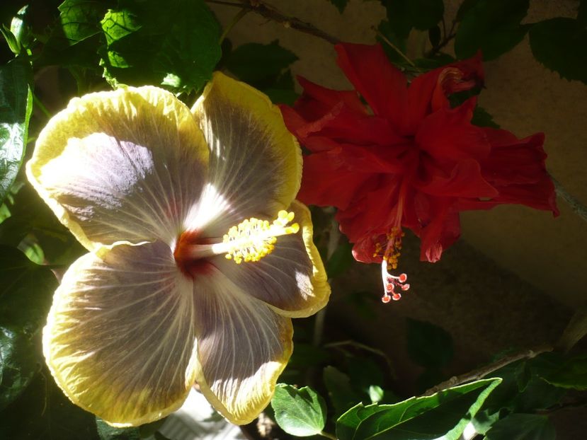 P1380321 - HIBISCUSI 2018-2