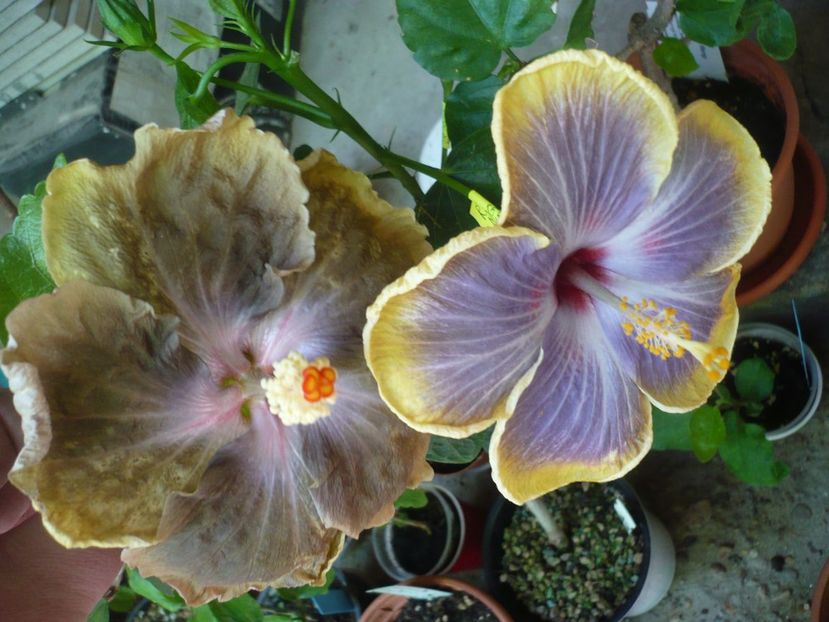 P1380324 - HIBISCUSI 2018-2