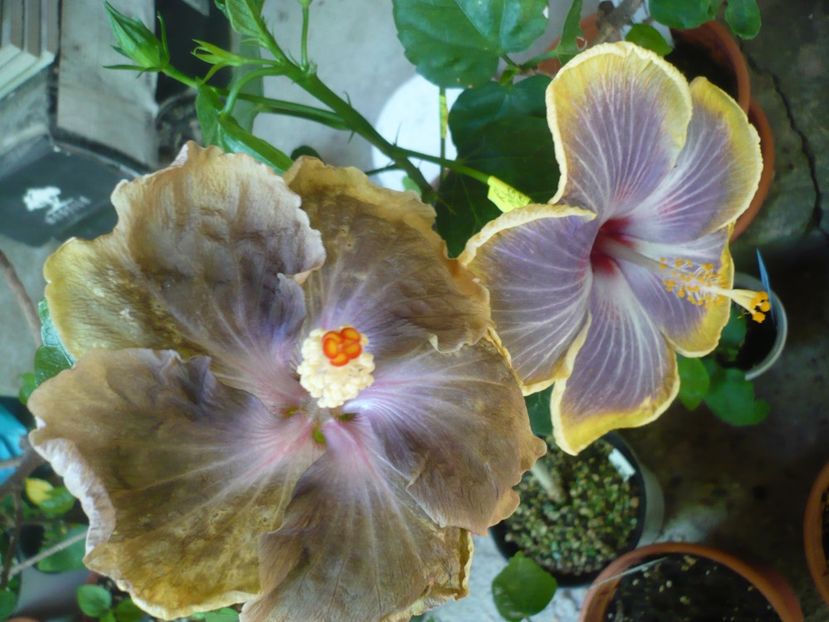 P1380327 - HIBISCUSI 2018-2