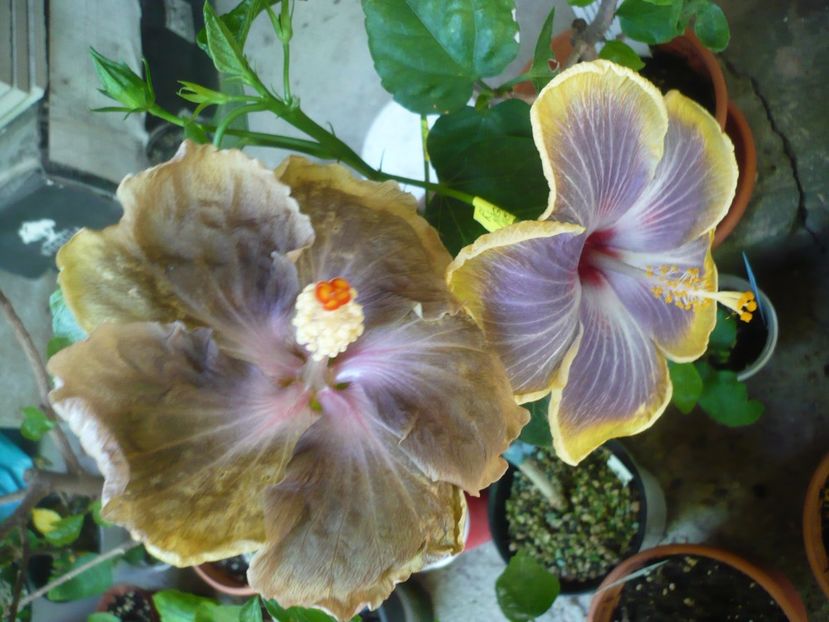 P1380328 - HIBISCUSI 2018-2