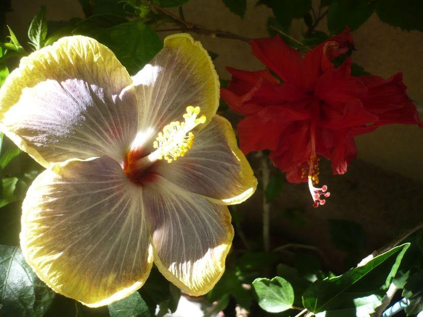 P1380322 - Rk Magical Evening