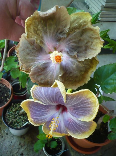 P1380326 - Rk Magical Evening