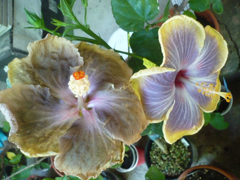 P1380329 - Rk Magical Evening