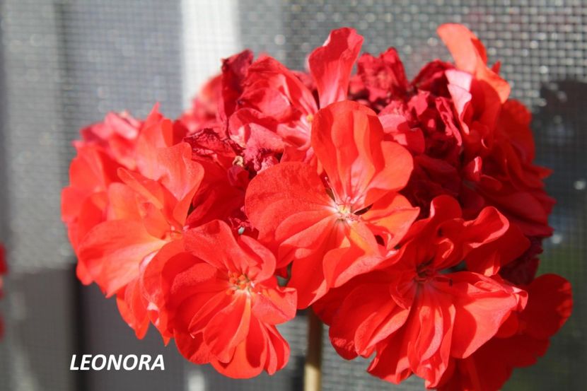 orange - muscate colorate