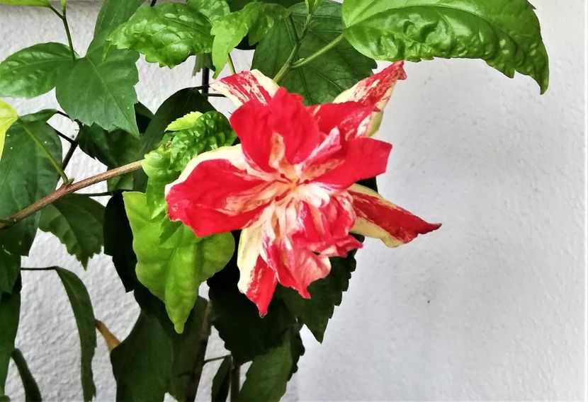  - Hibiscusi