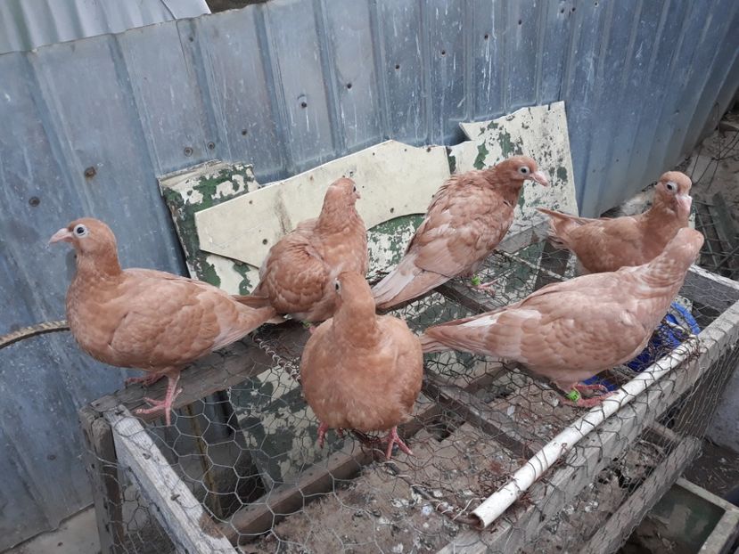  - Pui voiajori ornament galbeni