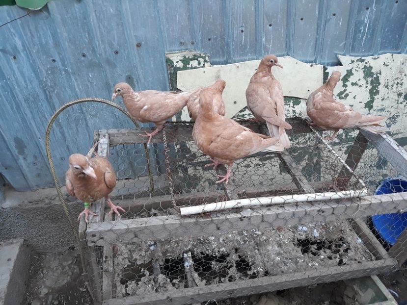  - Pui voiajori ornament galbeni