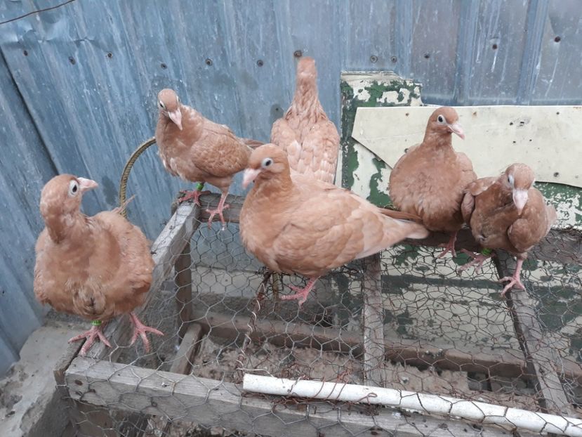  - Pui voiajori ornament galbeni