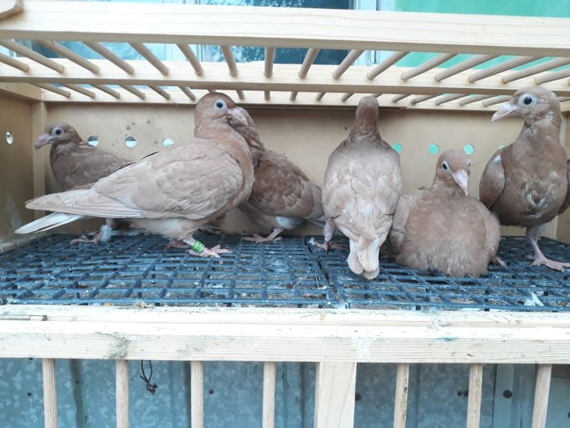  - Pui voiajori ornament galbeni