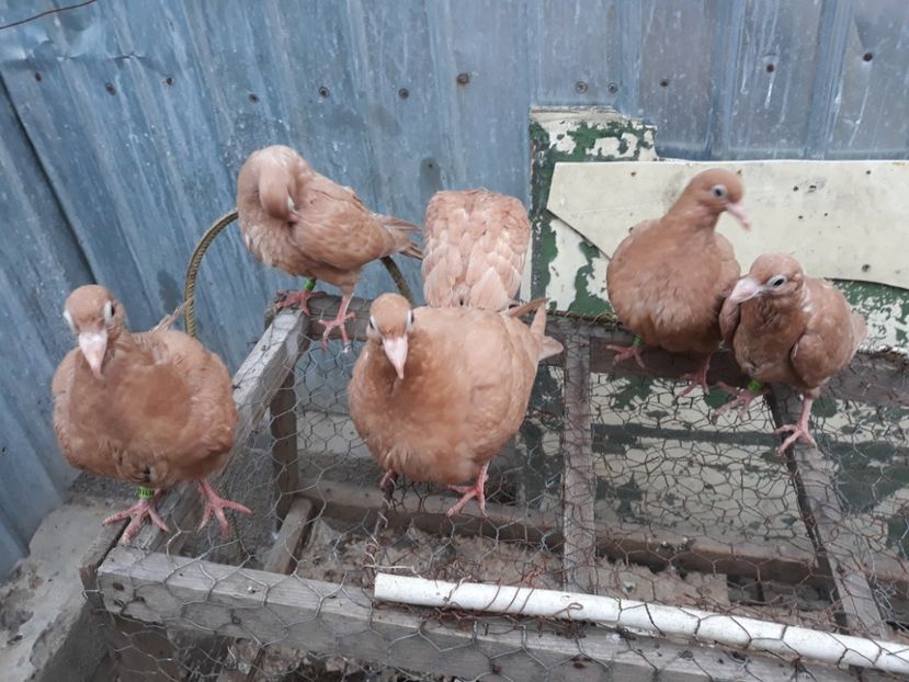  - Pui voiajori ornament galbeni