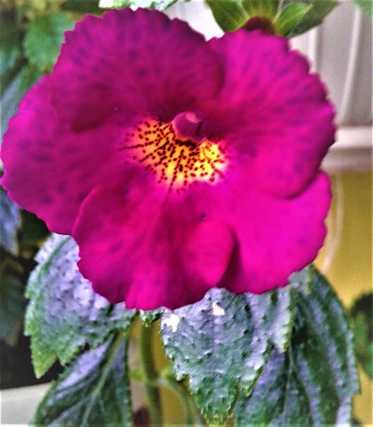 k - Achimenes 25 06 2018