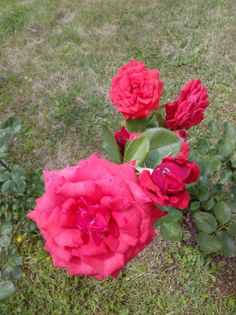  - TRANDAFIRI 2018-2019