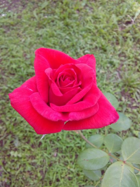  - TRANDAFIRI 2018-2019