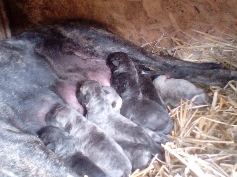  - Vand pui Amstaff Giurgiu schimb