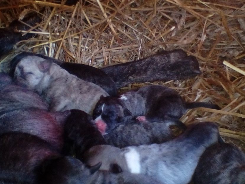  - Vand pui Amstaff Giurgiu schimb