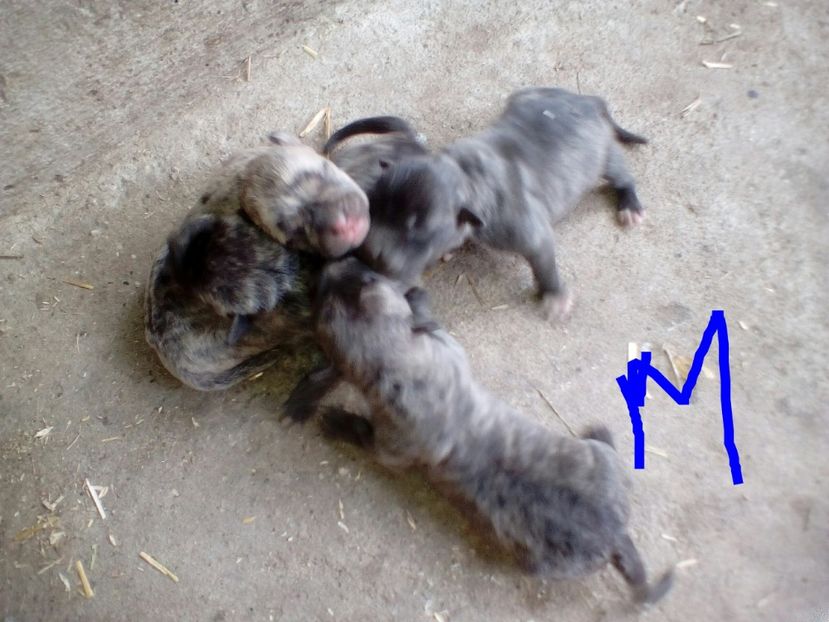  - Vand pui Amstaff Giurgiu schimb