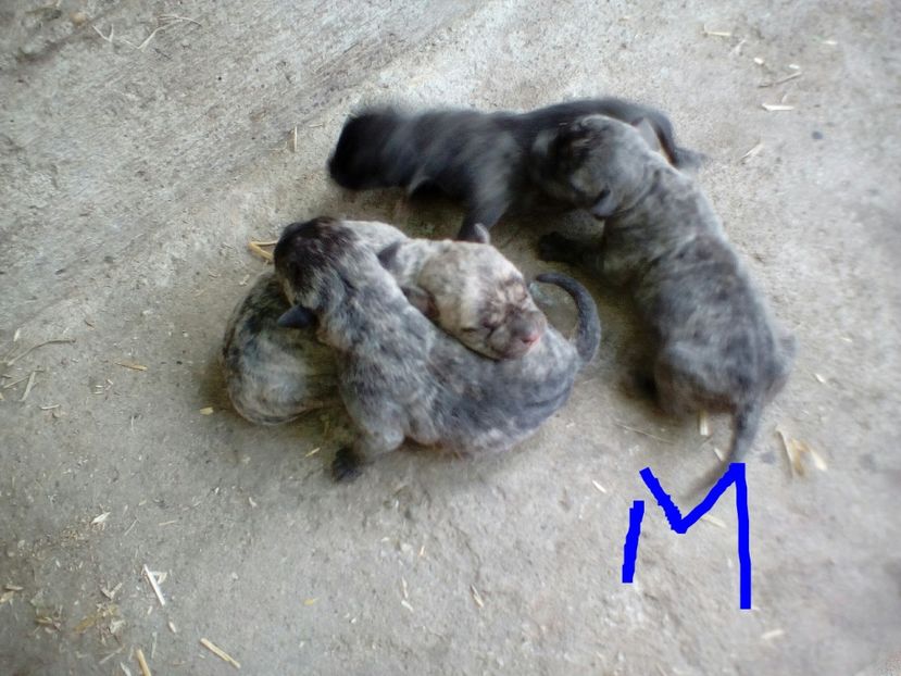  - Vand pui Amstaff Giurgiu schimb