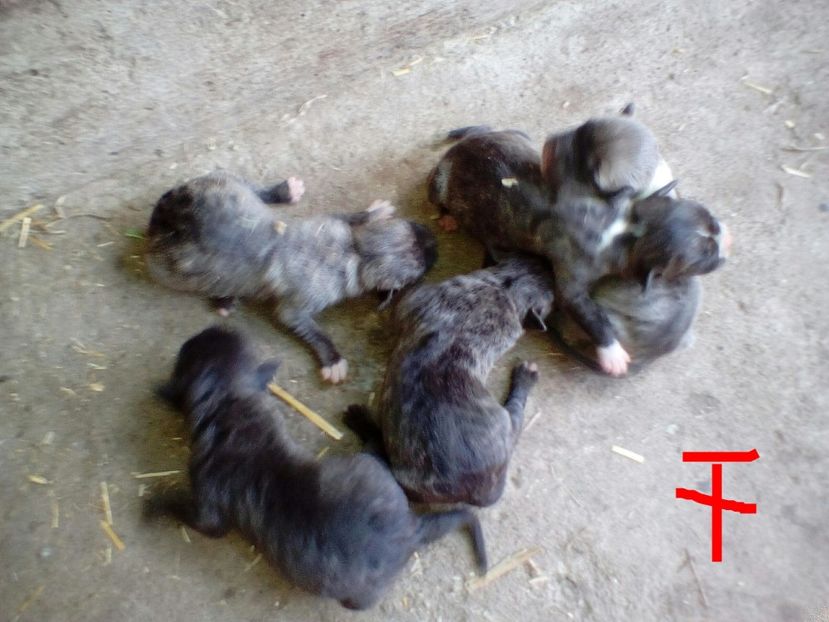  - Vand pui Amstaff Giurgiu schimb