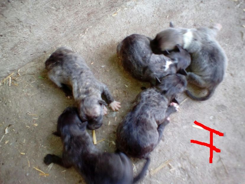  - Vand pui Amstaff Giurgiu schimb