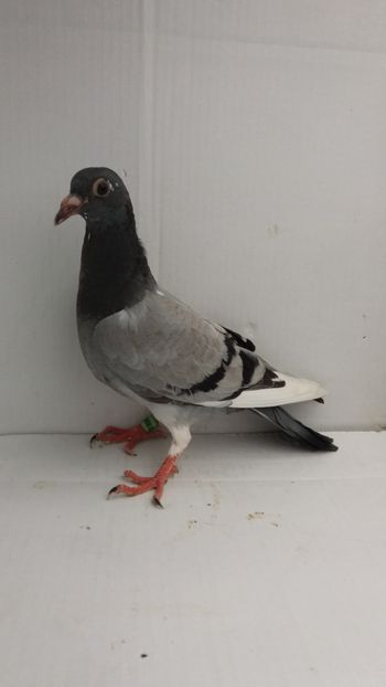 vandut - De vanzare voiajori pui 2018