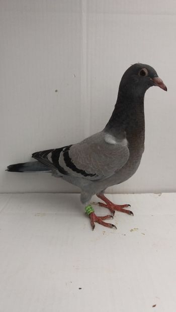 vandut - De vanzare voiajori pui 2018
