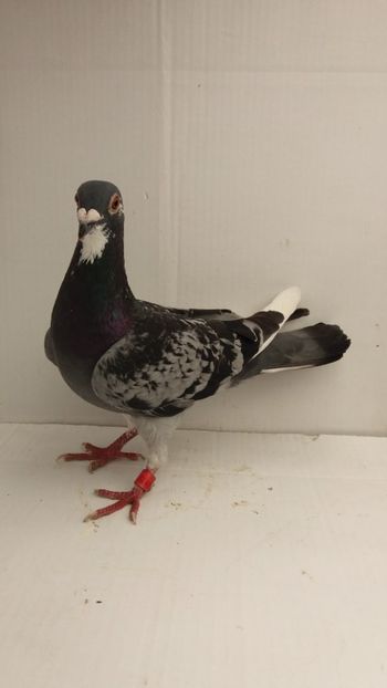 M 2017 vandut - De! voiajori vanduti