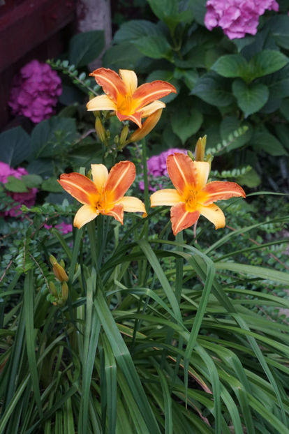  - Hemerocallis 2018- 2019