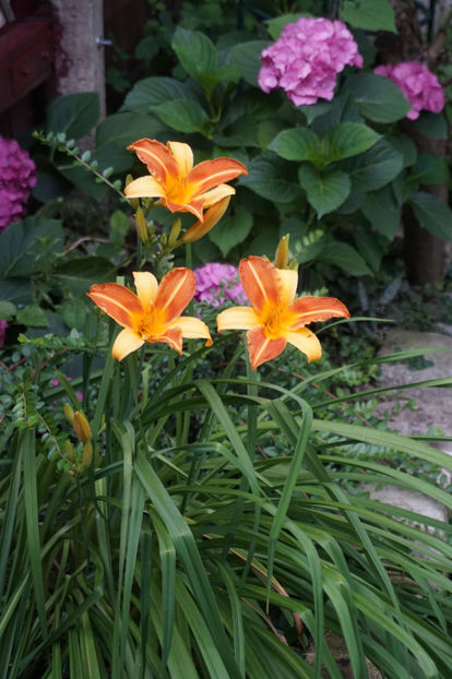  - Hemerocallis 2018- 2019