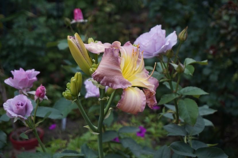 Regency Heights - Hemerocallis 2018- 2019