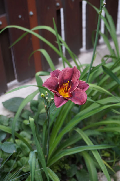 Obsidian - Hemerocallis 2018- 2019