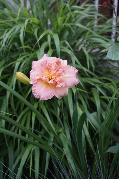 Lacy Doll 15 - Hemerocallis 2018- 2019