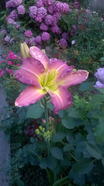  - Hemerocallis 2018- 2019