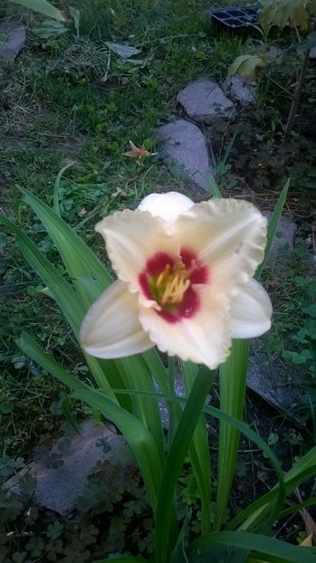 Little Tinkerbell - Hemerocallis 2018- 2019