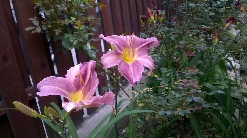 Prairie Blue Eyes - Hemerocallis 2018- 2019