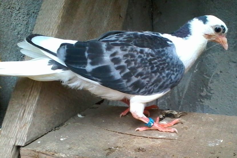 Din moriscari tari - z1-pui 2015 2016 2017 2018