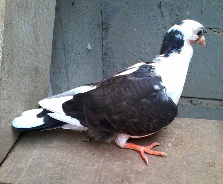 Din moriscari tari - z1-pui 2015 2016 2017 2018