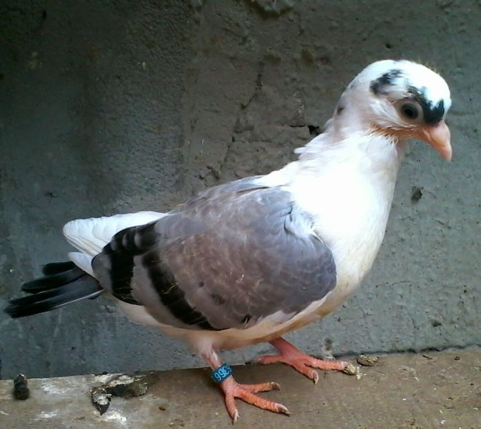 Din moriscari tari - z1-pui 2015 2016 2017 2018