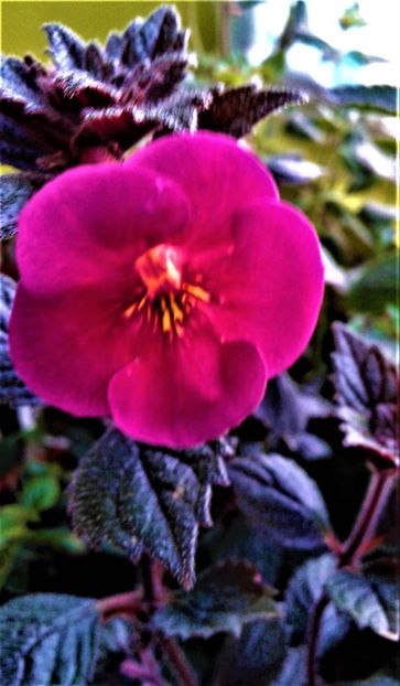  - Achimenes 25 06 2018