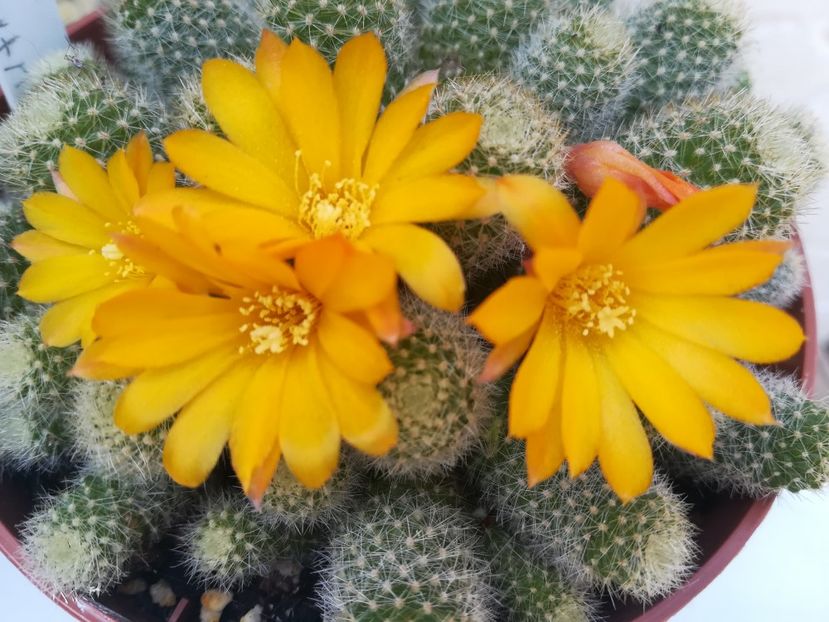 Rebutia - Cactus 2018