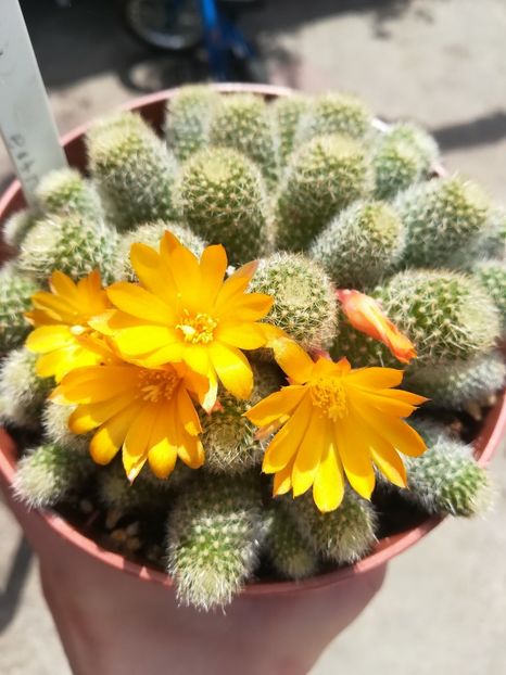 Rebutia - Cactus 2018