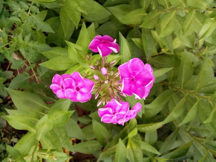  - Phlox zise și brumărele