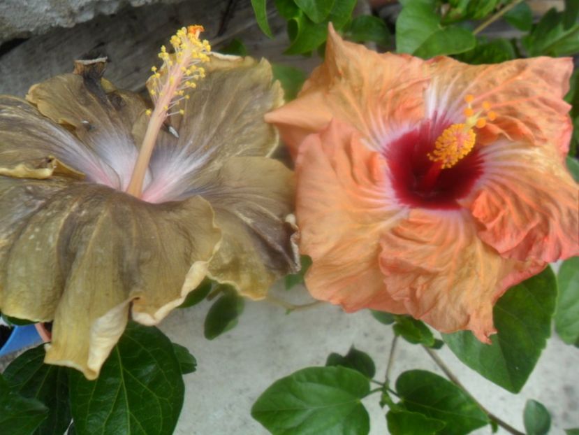 - hibiscusi 2018 2