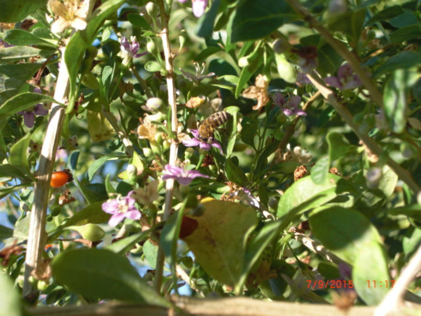 Goji in septembrie - Goji ieftin SUPEROFERTA