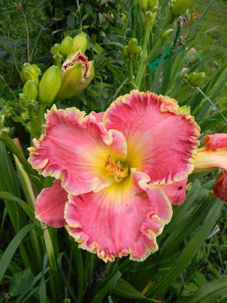 Shores of time - Hemerocallis 2018