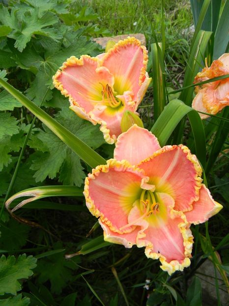 Princess diana - Hemerocallis 2018